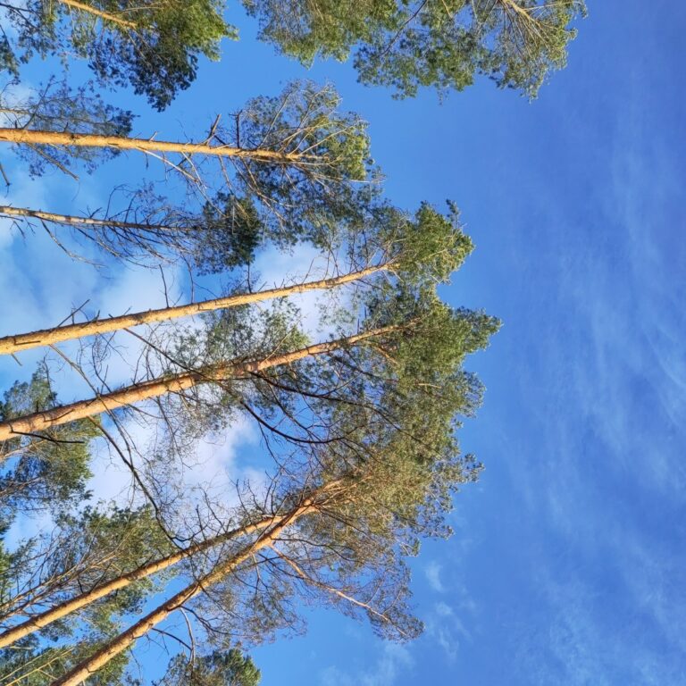 Waldumbau forcieren – Waldbrandrisiko senken