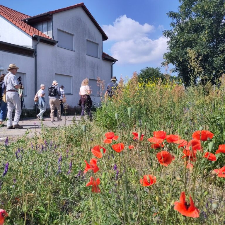 Sommer auf dem Archenrundweg