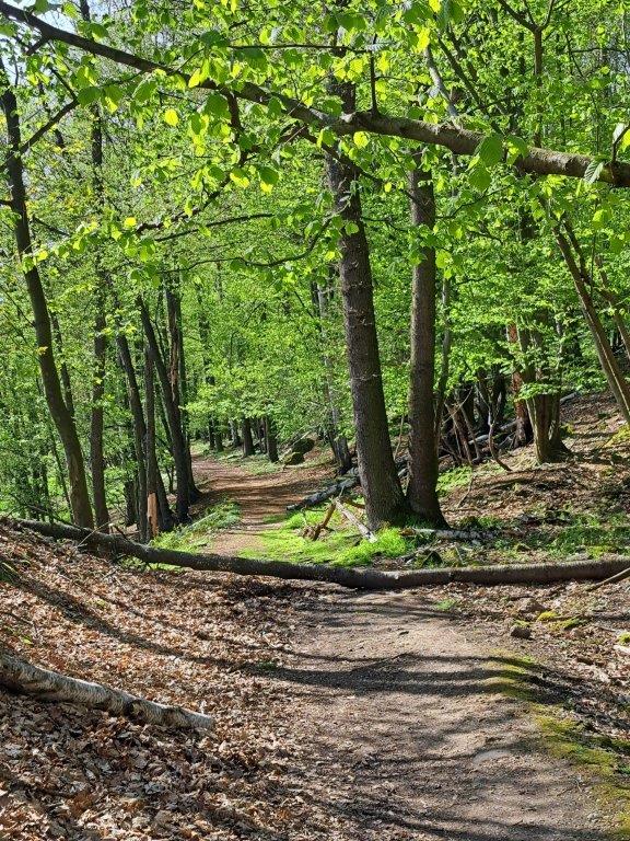 Vortrag: Waldumbau in Beelitz