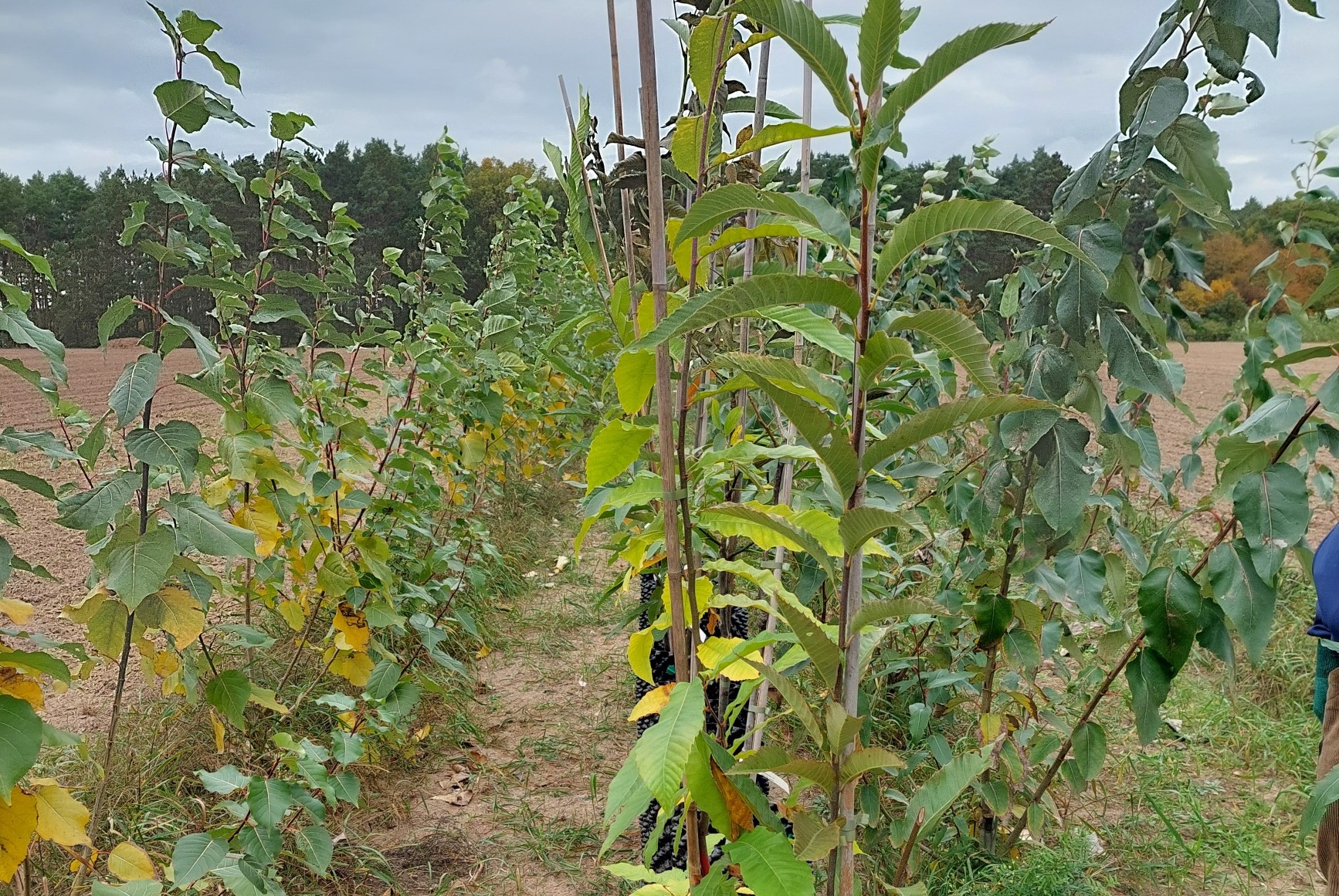 20251022_Agroforst Elsholz Pappelreihe